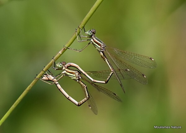 Southern Emerald Damselfly (Lestes barbarus) - Recent images
