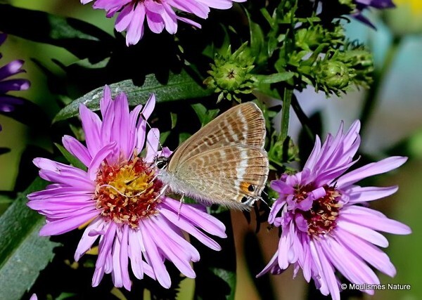 Long-tailed Blue (Lampides boeticus) F - Butterflies/moths