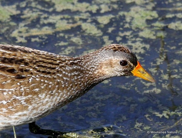 Spotted Crake (Porzana porzana) - Trip reports - Spain