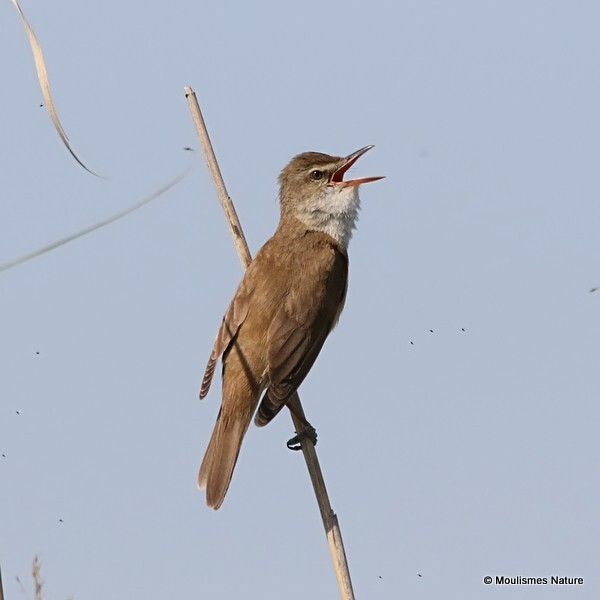 Great Reed Warbler (Acrocephalus arundinaceus) - Recent images