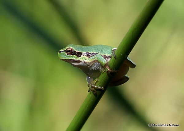 Common Tree Frog (Hyla arborea) - Other fauna