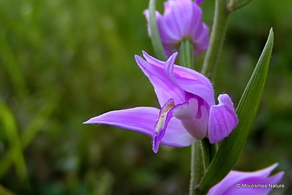Red Helleborine (Cephalanthera rubra) - Orchids