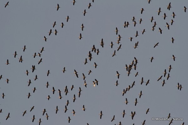 Common Crane (Grus grus) migration