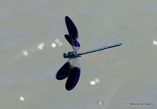 Western Demoiselle (Calopteryx xanthostoma) M - Recent images