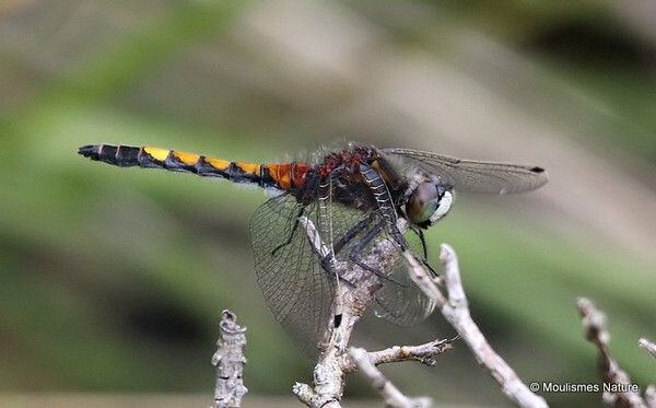 Large White-faced Darter (Leucorrhinia pectoralis) M-imm - Odonata