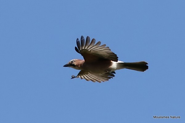 Eurasian Jay (Garrulus glandarius) - Recent images