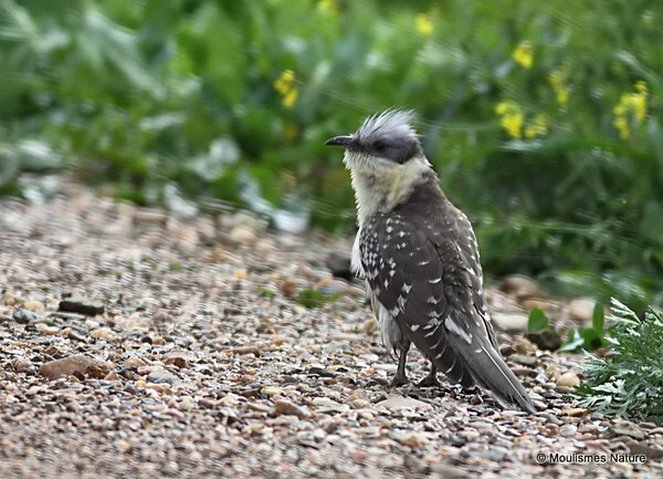 Great Spotted Cuckoo (Clamator glandarius) ad - Trip reports - Spain