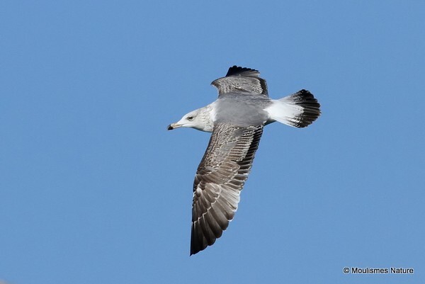 Yellow-legged Gull (Larus michahellis) 2W - Larus gulls (France/Spain)
