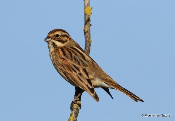 Common Reed Bunting (Emberiza schoeniclus) fem/1st-W