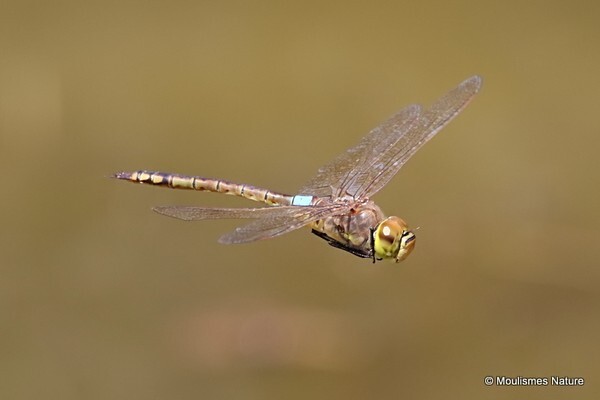 Vagrant Emperor (Hemianax ephippiger) M - Recent images