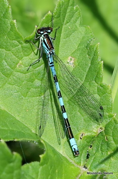 Northern Damselfly (Coenagrion hastulatum) M - Recent images