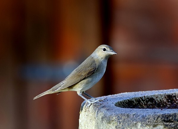 Garden Warbler (Sylvia borin)