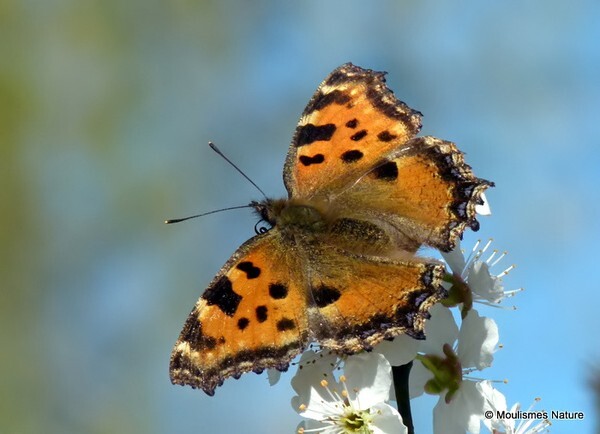 Large Tortoiseshell (Nymphalis polychloros) - Butterflies/moths