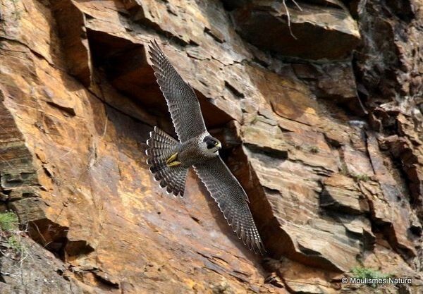Peregrine (Falco peregrinus) F