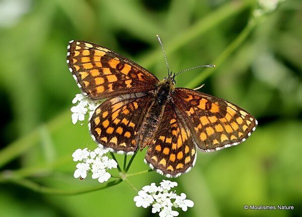 Heath Fritillary (Mellicta athalia) - Butterflies/moths
