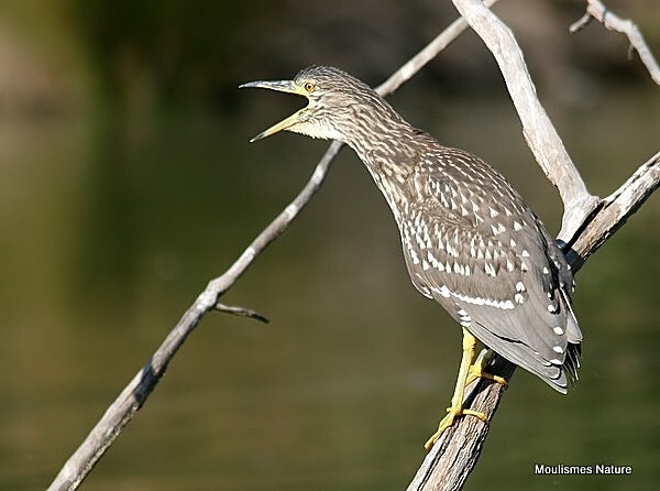 Black-crowned Night Heron (Nycticorax nycticorax) juv - Trip reports - France