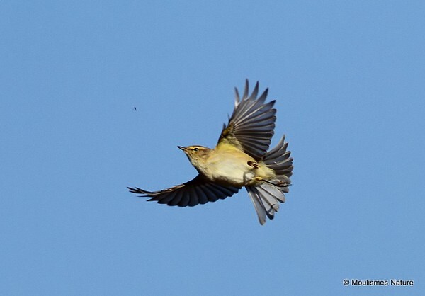 Common Chiffchaff (Phylloscopus collybita) - Trip reports - Spain