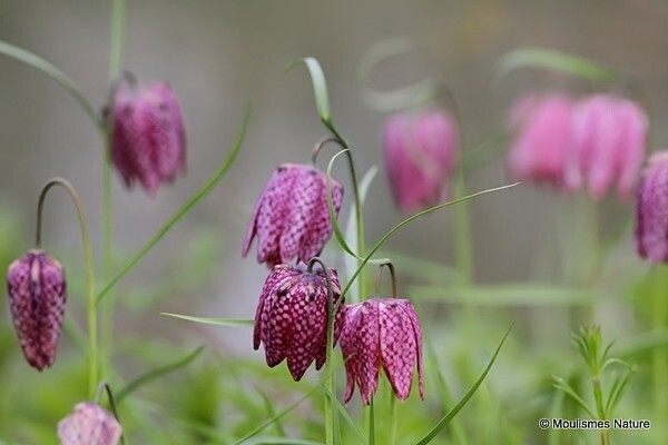 Fritillaria meleagris  Snakes head fritillary