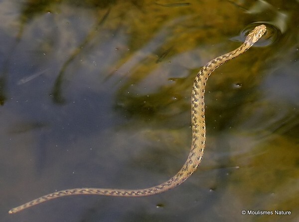 Viperine snake (Natrix maura) - Other fauna