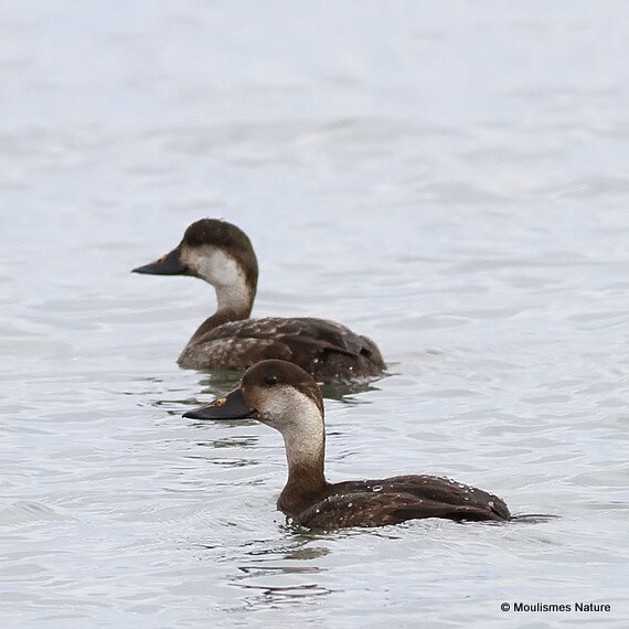 Common Scoter (Melanitta nigra) F/imm - Trip reports - Spain