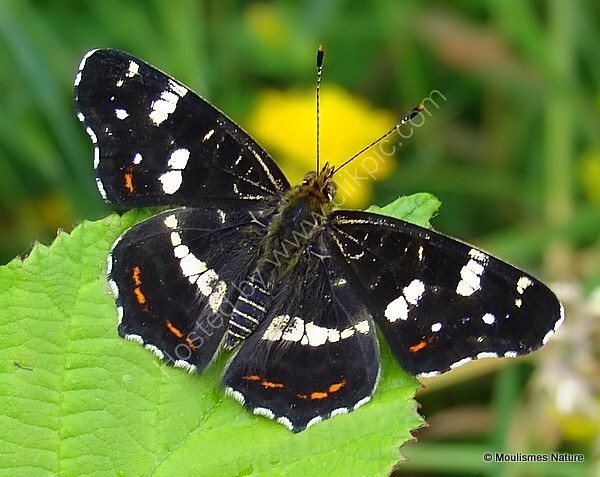 Map Butterfly (Araschnia levana) 2nd brood - Butterflies/moths