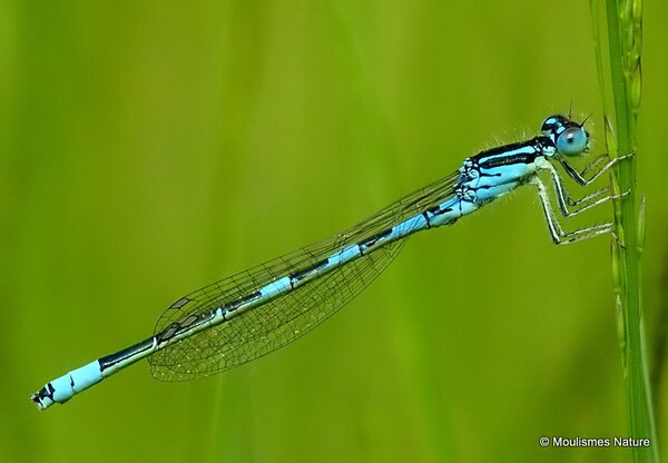 Dainty Damselfly (Coenagrion scitulum) M - Odonata