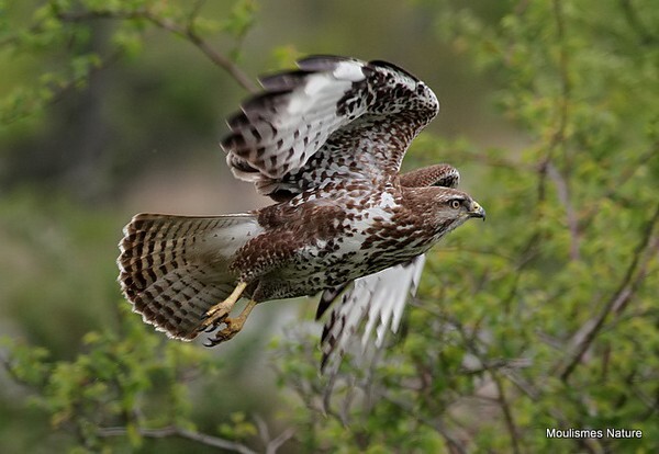 Common Buzzard (Buteo buteo) juv