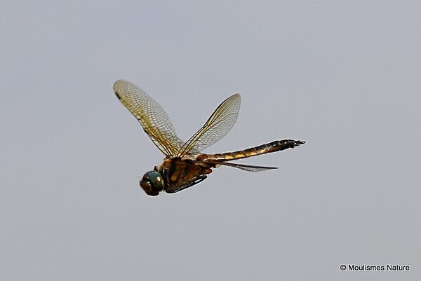 Two spotted Dragonfly Epitheca bimaculata male