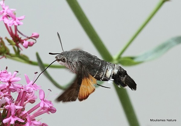 Hummingbird Hawkmoth (Macroglossum stellatarum) - Butterflies/moths