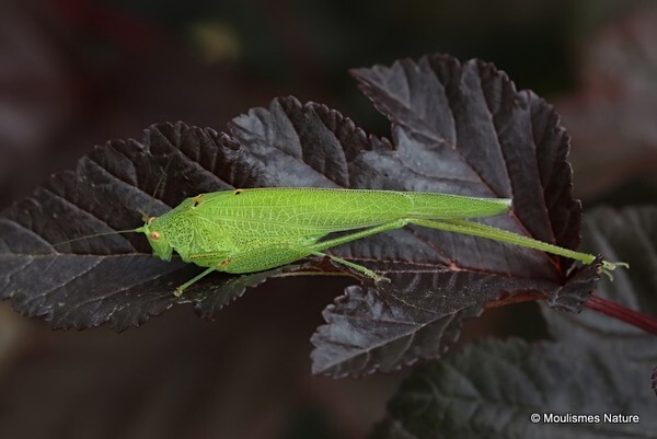 Phaneroptera falcata (Sickle-bearing Bush-cricket) - Other insects