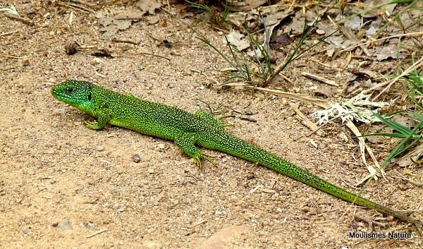 Green Lizard (Lacerta bilineata) M - Other fauna