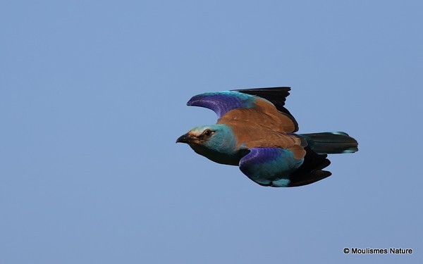 European Roller (Coracias garrulus) - Trip reports - Spain