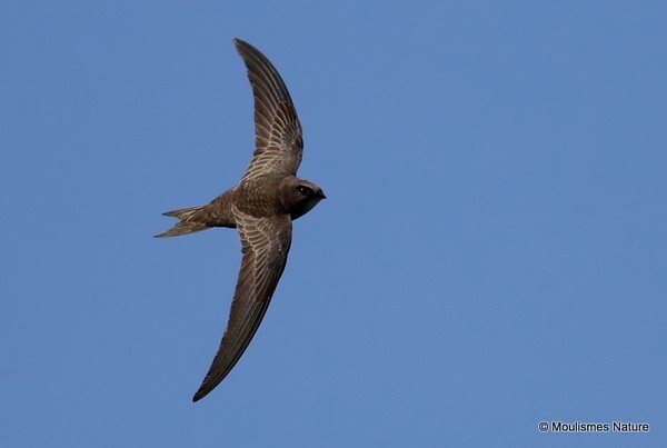 Pallid Swift (Apus pallidus)