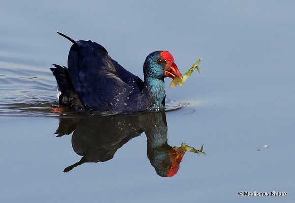 Purple Swamphen (Porphyrio porphyrio) - Trip reports - Spain