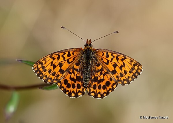 Weavers Fritillary (Clossinia dia) M - Butterflies/moths