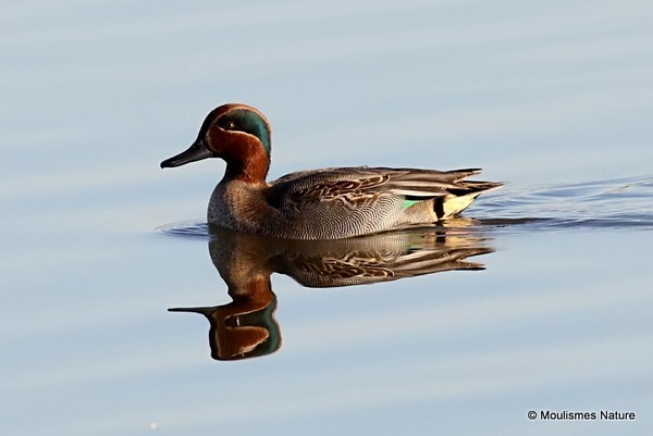Common Teal (Anas crecca) M - Birds
