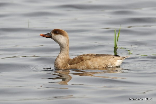 Red-crested Pochard (Netta rufina) F - Recent images