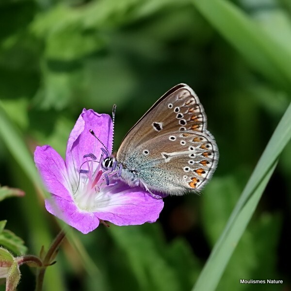 Geranium Argus (Eumedonia eumedon) - Recent images