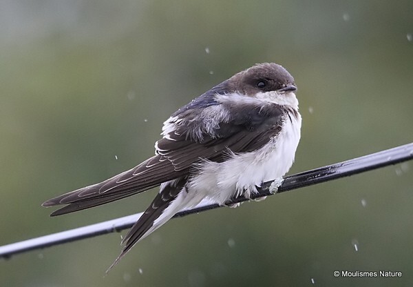 Common House Martin (Delichon urbica)