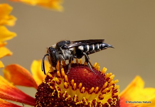 Coelioxys conoidea (Large Sharp-tail Bee) F - Recent images