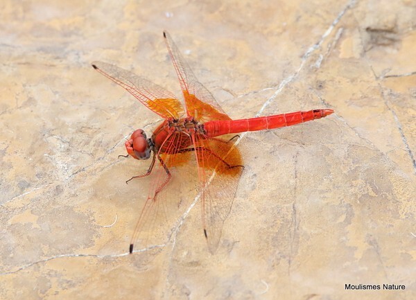 Orange-winged Dropwing (Trithemis kirbyi) M - Recent images