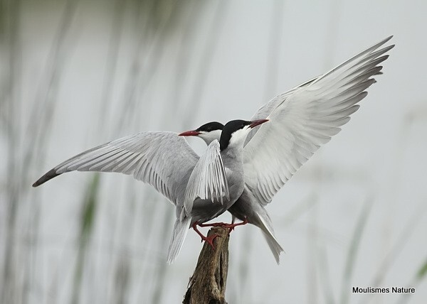 Whiskered Tern (Chlidonias hybridus)