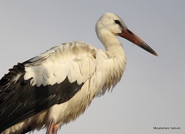 White Stork (Ciconia ciconia)