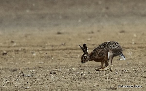 Brown Hare (Lepus europaeus) - Other fauna