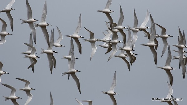 Sandwich Terns (Sterna sandvicensis) - Trip reports - Spain