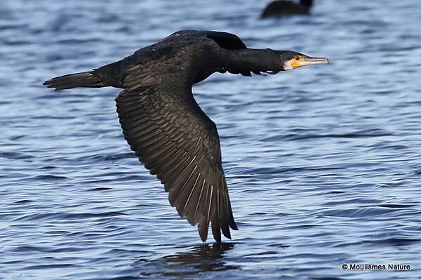 Great Cormorant (Phalacrocorax carbo) Ad-W - Birds