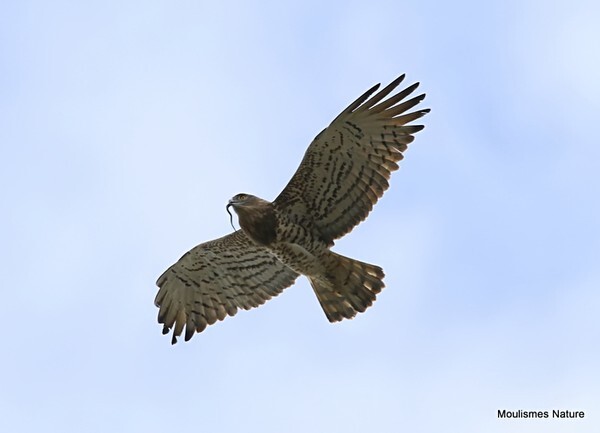 Short toed Eagle (Circaetus gallicus) - Recent images