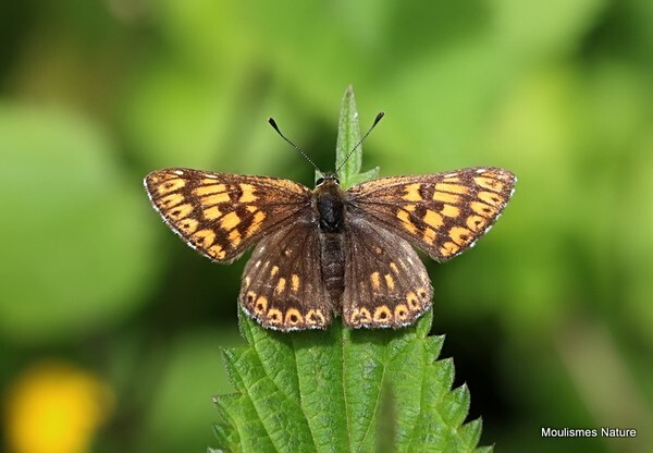 Duke of Burgundy (Hamearis lucina) - Recent images