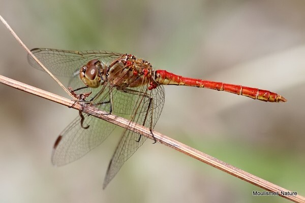 Southern Darter (Sympetrum meridionale) M - Odonata