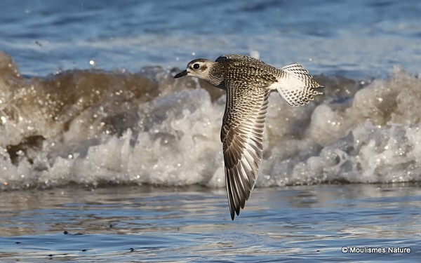 Grey Plover (Pluvialis squatarola) - Trip reports - Spain